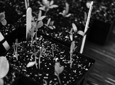 Seedlings in Black and White