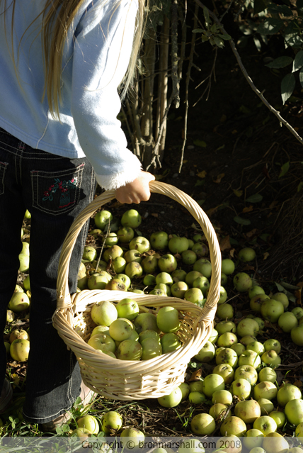 An Apple Adventure