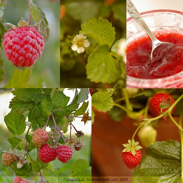 Mmmm Berries Again - Raspberries and Strawberries