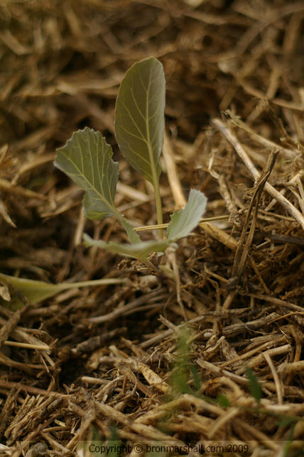 A Youngin' - Cauliflower Seedling