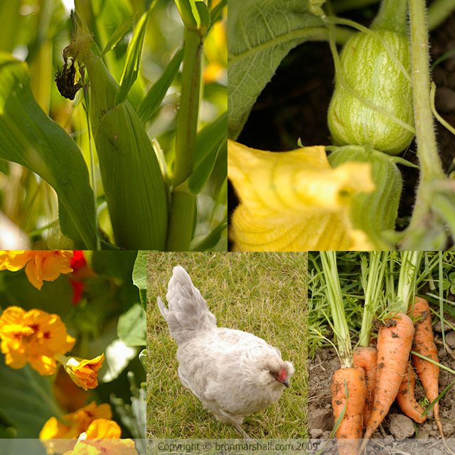 Corn - Baby Butternut - Nasturtiums - Hen -
Carrots again!