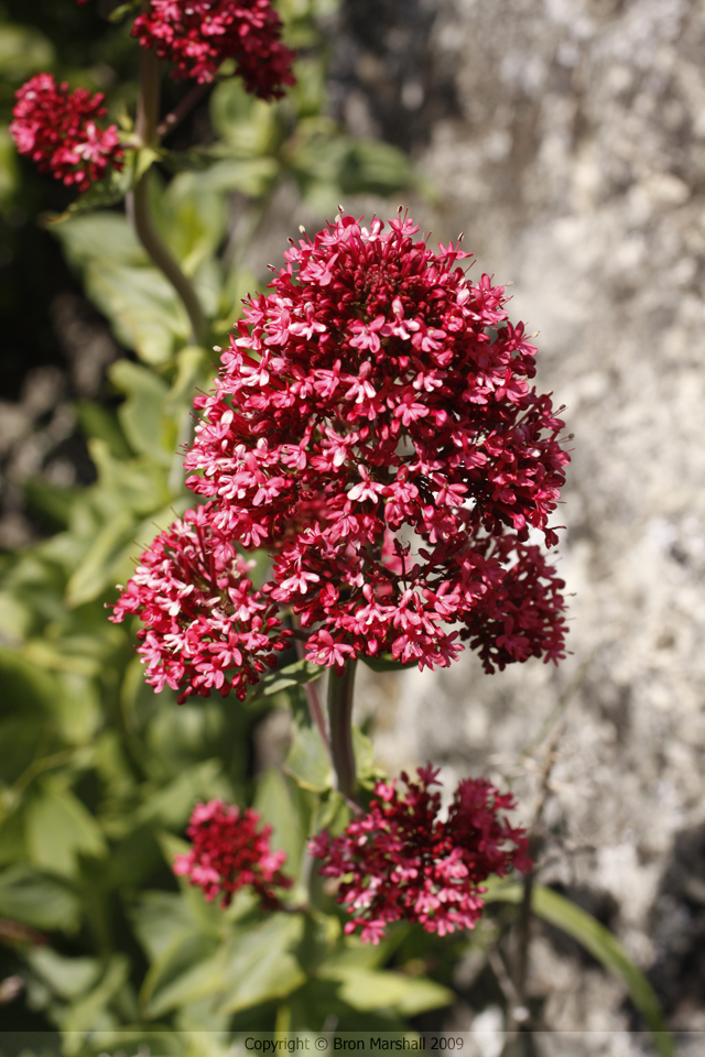 I'm afraid I haven't a clue what this flower
is, but it's rather lovely don't you think?