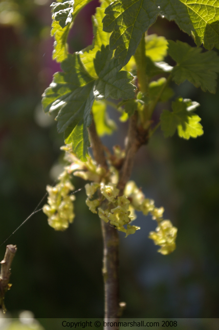 The Promise of Juicy Tart Red Currants