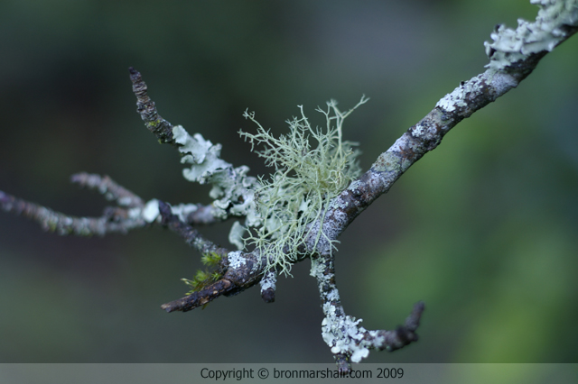 It's Winter Time and the Lichen is Easy