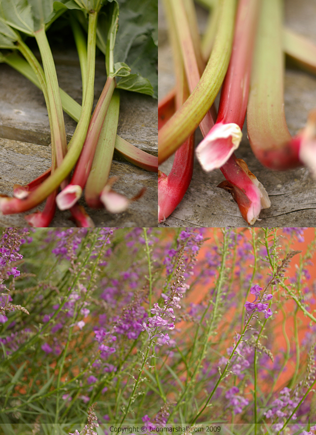 Rhubarb, rhubarb!