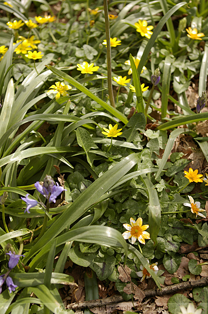 A New Fresh Spring Carpet Floor