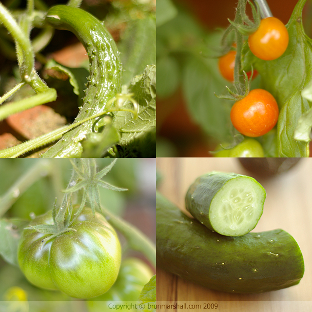 Tomatoes x2; Black Krim and Sweet 100 and
Cucumbers too!