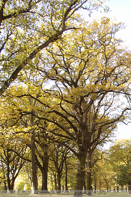 Some of the Golden Yellow leaves we found today
in Hagley Park, Christchurch, New Zealand