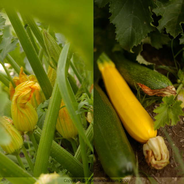 Some call them Zucchini, others Courgettes