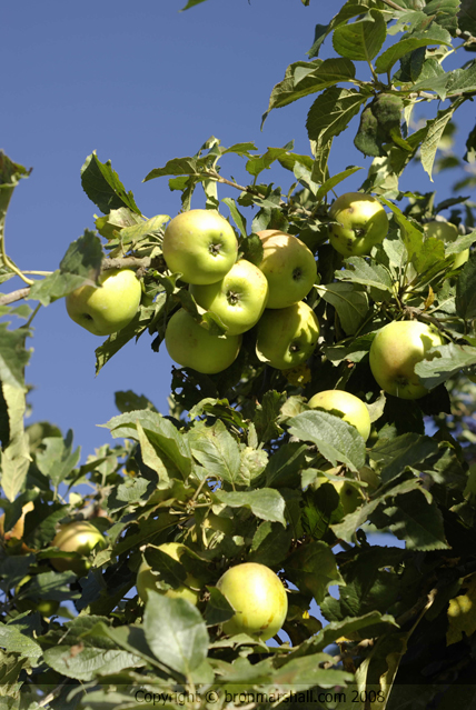 "Our Apple Tree"