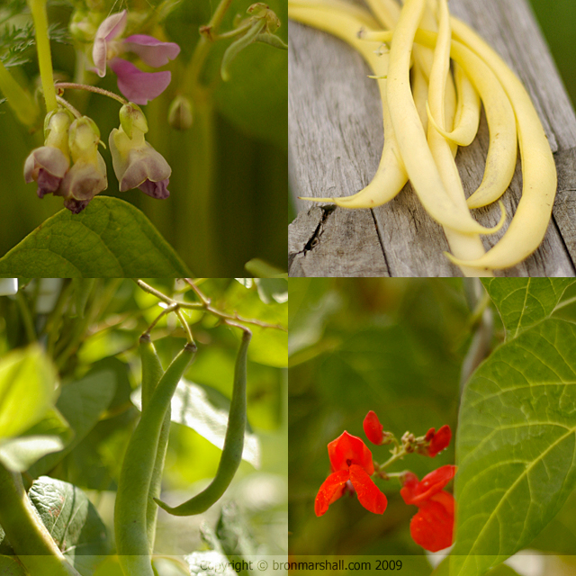 Beans Beans - Yellow Roquefort and Scarlet Runners