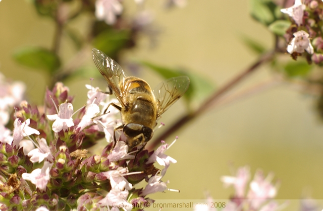 One Very Cool Bee