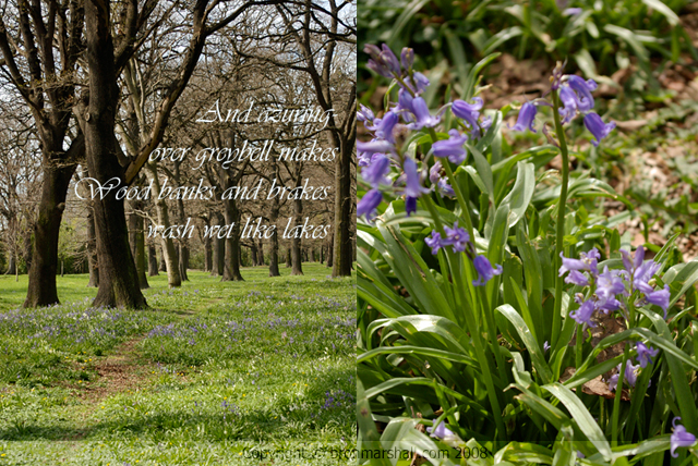 Bluebell Woods won't grow in May...but rather on a September or October Day