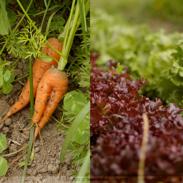 Carrots with legs, Lettuce with frills