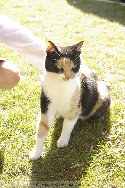 We are sure this friendly puss waits just for
us and our cuddles.