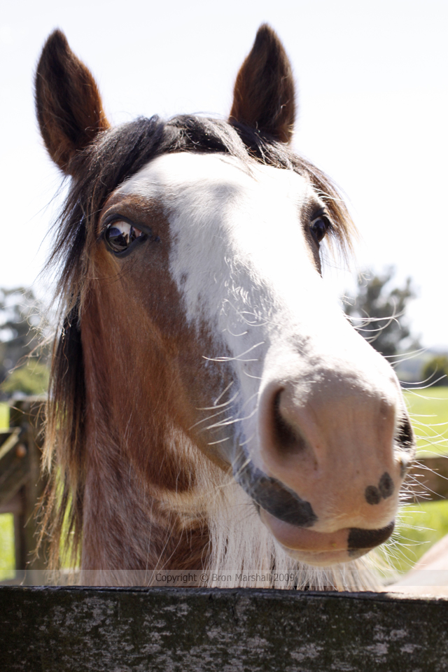 This gorgeous fella was such a friendly guy!