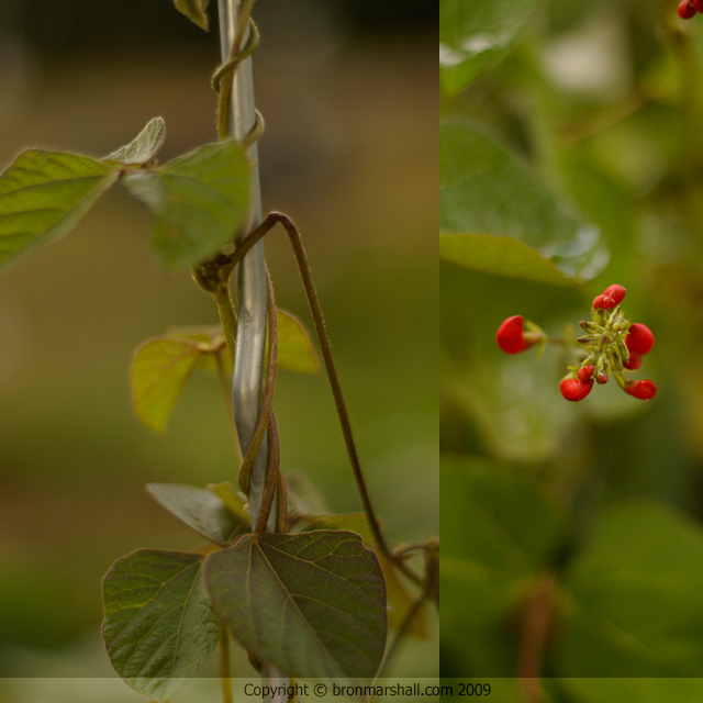 Scarlet Runner Beans, twisting vines and
blossoms