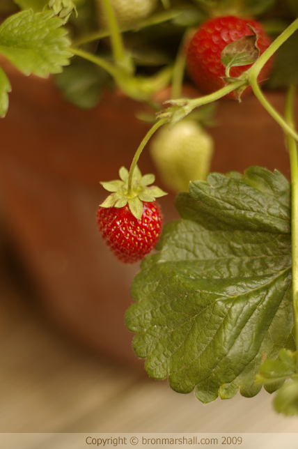 Mmm who can resist? Strawberries